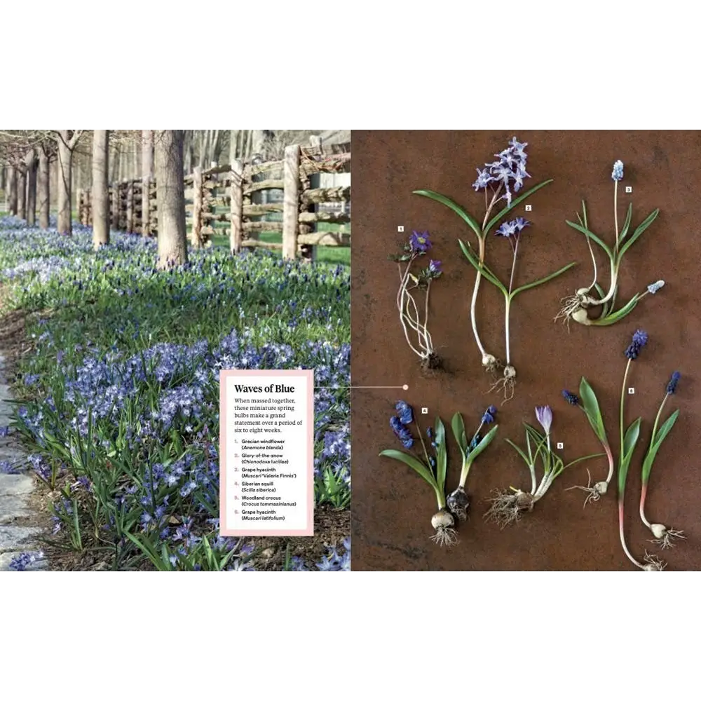 Blue grape hyacinths in Martha Stewart Gardening Handbook polished prints