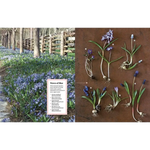 Blue grape hyacinths in Martha Stewart Gardening Handbook polished prints